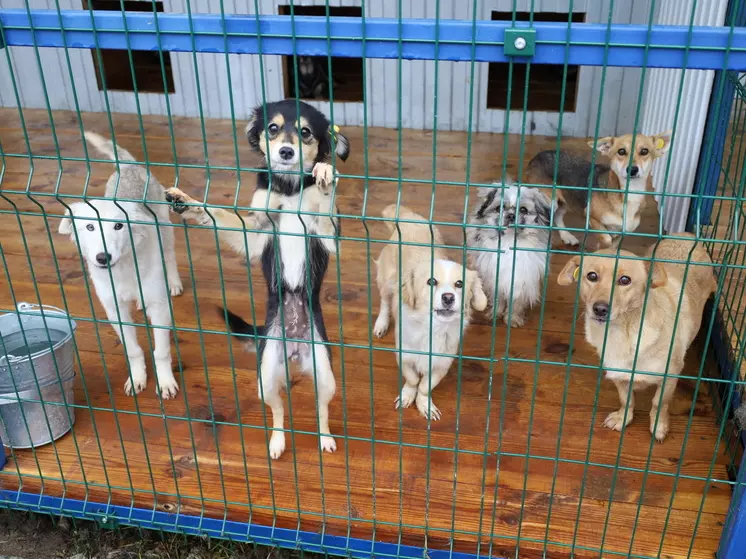 В городе появится один из самых крупных комплексов для содержания бездомных животных