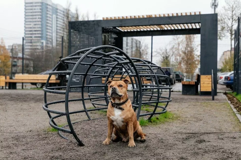 Определен порядок действий по предотвращению причинения животными без владельцев вреда жизни